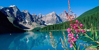 Moraine Lake, Banff National Park, blossoms, flower, canada, mountains, alberta HD wallpaper