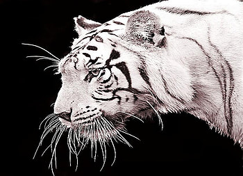 Tiger white, stripes, tiger, black background, hunter, white and black HD wallpaper