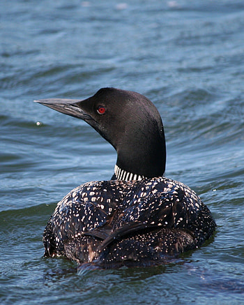 Loony for loons, Loon bird, Pet birds HD phone wallpaper
