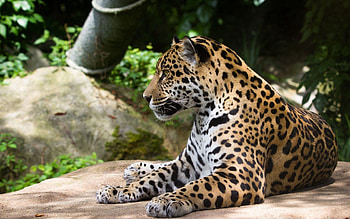 Animals, Jaguar, Predator, Wild Cat, Wildcat HD wallpaper