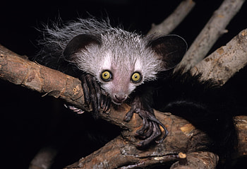 Nocturnal Aye Aye, Adventures in animal pack, Nighttime wonder, Frontier forums HD wallpaper