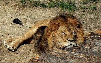Animals, Lions HD wallpaper