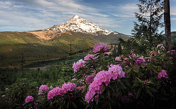 mountain flowers, sky, flowers, spring, mountains HD wallpaper