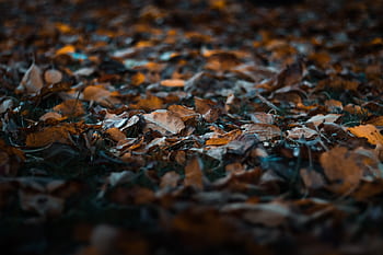 A close-up of dry autumn leaves on the ground, showcasing fall colors with a soft focus effect. HD wallpaper