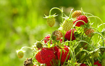 Food, Strawberry, Leaves, Branch, Wild Strawberries HD wallpaper