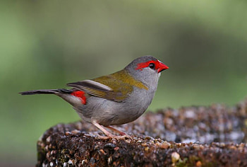 Red-Browed Finch, red-browed, beautiful, bird, finch HD wallpaper