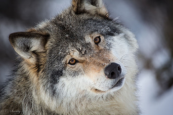 Gray Wolf, Gray wolf , Top , Backgrounds HD wallpaper