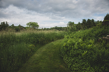 Landscape, Nature, Grass, Greens, Track HD wallpaper