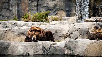 Grizzly bear, Nature , Wildlife graphy, Majestic creature HD wallpaper