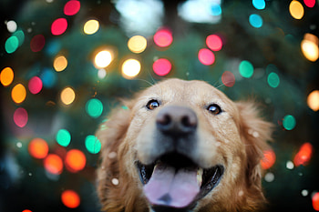Golden Retriever, animals, dog, cute HD wallpaper