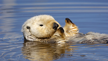 Windows 10 otter theme, collection, Playful otter , delight HD wallpaper