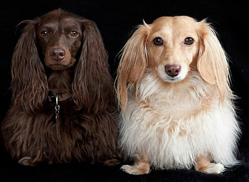 Long Haired dachshund, dog, cute, pet, dachshund HD wallpaper