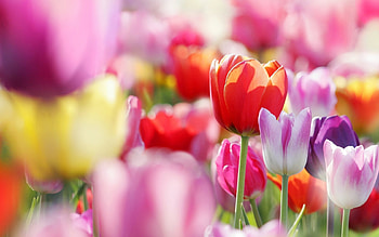 Plants, Flowers, Tulips HD wallpaper