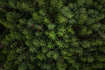 Nature, Fir-Trees, View From Above, Forest HD wallpaper