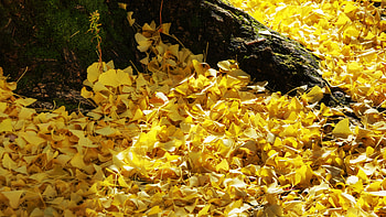 Ginkgo Biloba, Fall magic, Autumnal beauty HD wallpaper