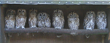 Birds Of A Feather, perched, eyes, cute, sleepy, wild, owls, branch, tired, gray, watchful, lined HD wallpaper