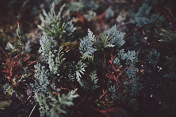 Leaves, Plant, Macro, Close-Up HD wallpaper