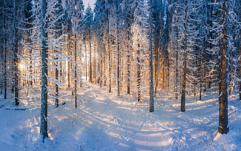 Winter Forest, sunshine, winter, forest, snow HD wallpaper