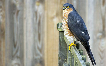 Animals, Bird, Sit, Color, Fence HD wallpaper