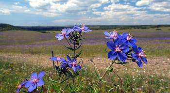 Nature, Flowers, Macro HD wallpaper