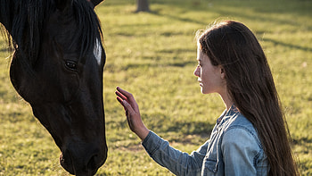 Black Beauty Movie, Majestic horses, Emotional journey, Unbreakable bond HD wallpaper