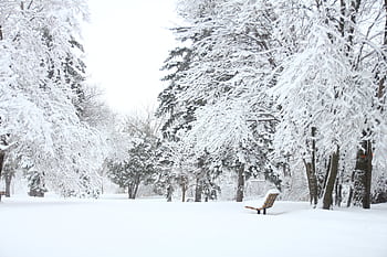 A serene snowy park scene with frosted trees and an empty bench, ideal for winter backgrounds. HD wallpaper
