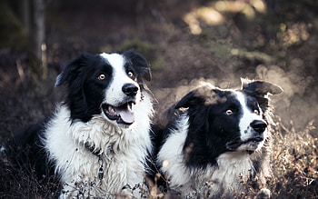 Collie , Canine beauty, Border Collie charm, Stunning visuals HD wallpaper
