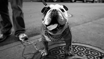 Animals, Dog, Stroll, Fat, Thick, Bulldog HD wallpaper