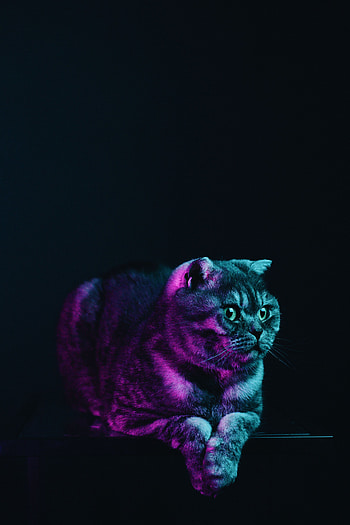 Animals, Cat, Pet, Grey, Neon, Scottish Fold HD phone wallpaper