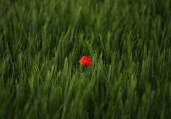 Red poppy, flower, grass lands, nature HD wallpaper