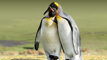 Couple, Penguins HD wallpaper