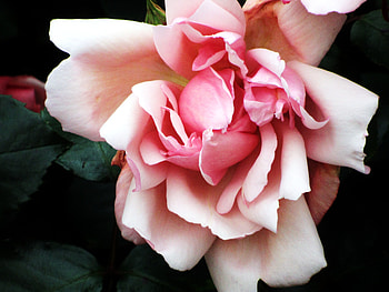 Tennessee Rose, rose, flower, nature, beauty, tennessee HD wallpaper
