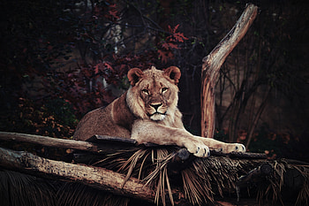 Lion In Zoo , lion, animals HD wallpaper