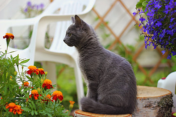 Animals, Flowers, Dark, Sit, Kitty, Kitten HD wallpaper