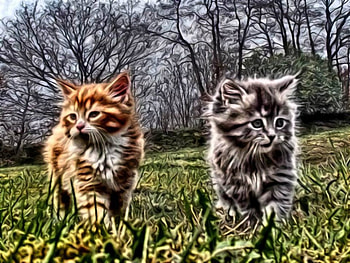 Fract. Cats, colors, carisma, Nature, Cats, tree HD wallpaper