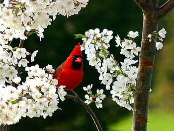 Cardinal in Cherry Tree, bird, cardinal, cherry, tree HD wallpaper