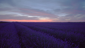 Lavender at sunset, Idyllic fields, Serene beauty, Nature's tranquility HD wallpaper