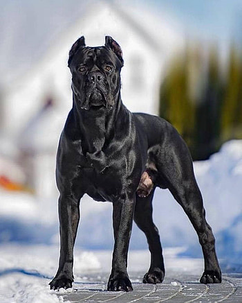 Cane Corso, terrestrial animal, companion dog HD phone wallpaper