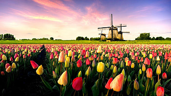Dutch , Dutch culture, Traditional vibes, Beautiful backgrounds HD wallpaper