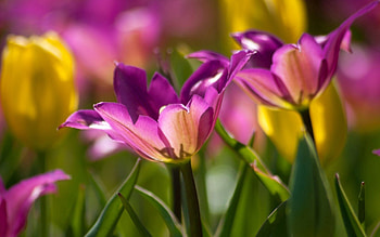 Flowers, Plant, Macro, Petals, Buds HD wallpaper