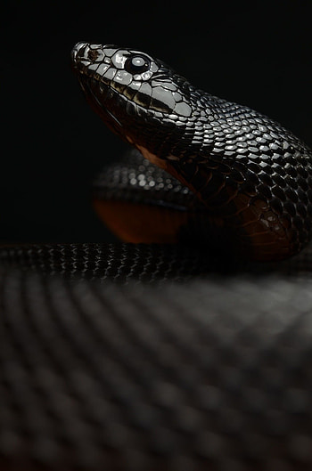 Serpent's slither, Sleek predator, Intriguing background, Sinister beauty HD phone wallpaper