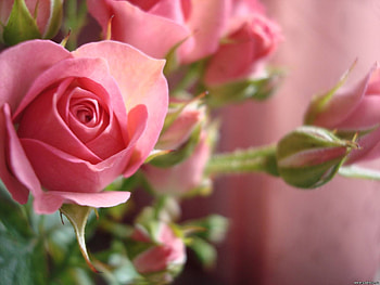 Pink rose, rose, pink, pretty, flower, nature, petal HD wallpaper