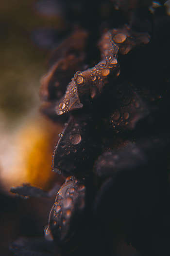 Drops, Macro, Blurred, Fuzzy HD phone wallpaper