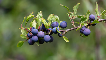 Plum fruit, Exquisite delicacy, Vibrant colors, Wooden table HD wallpaper