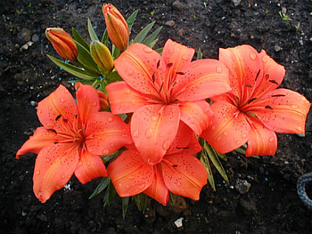 Flowers, Lilies, Drops, Freshness, Stamens HD wallpaper