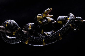 Boiga snake, Shikhei Goh, Nature graphy, Snake close-ups HD wallpaper