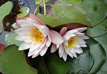 Flowers, Water, Leaves, Drops, Water Lilies, Couple, Pair HD wallpaper
