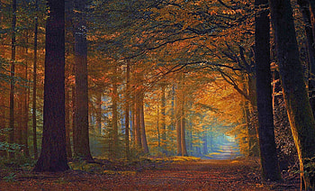 The Endless Road, sunlight, trees, road, beautiful, autumn leaves, morning view, forest, magic light HD wallpaper