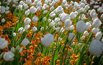 Tulips field, white, flowers, tulips, field HD wallpaper