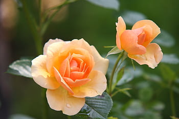 Beautiful orange roses in full bloom with delicate petals in a lush green garden. HD wallpaper